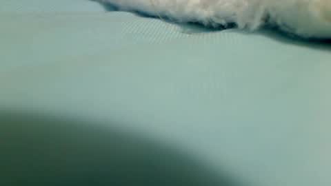 webbo809 online show from March 16, 4:33 pm