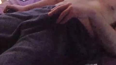 whitehead_lion online show from March 16, 9:52 pm